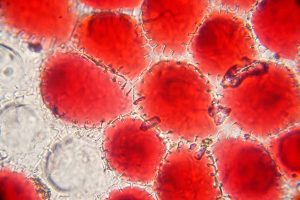 18 Important Facts About Cells 