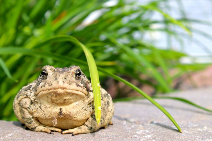 Toad And Grass