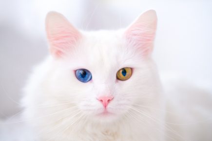 50 Cat Facts: Delving into the World of Cats - Facts.net