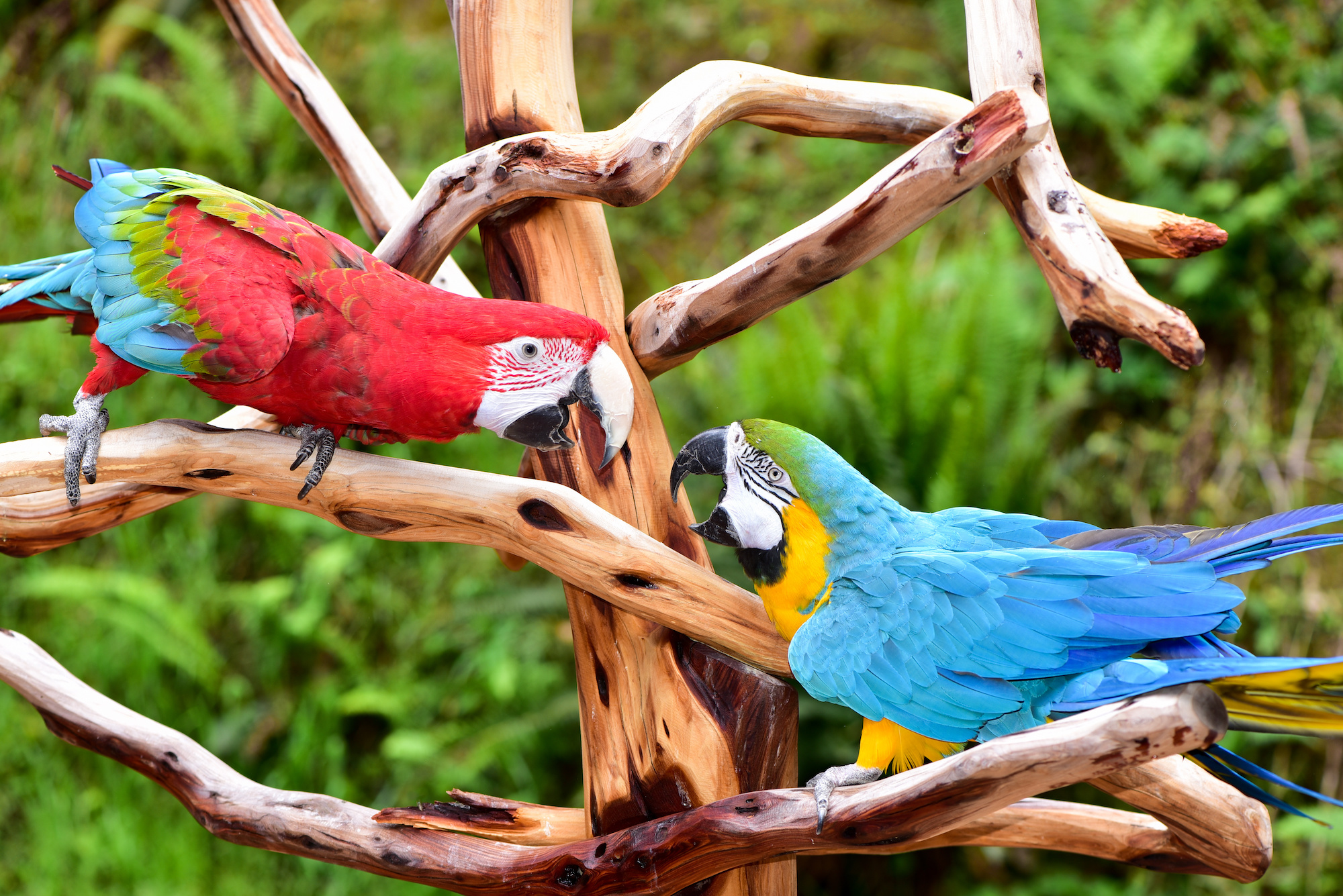 30 Colorful Facts About Parrots - The Fact Site