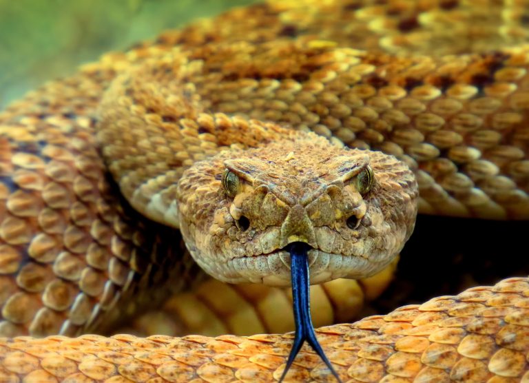 11 Fascinating Rattlesnake Facts For Kids - Facts.net