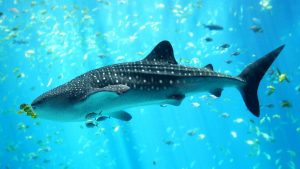 19 Fun Facts About Whale Sharks 