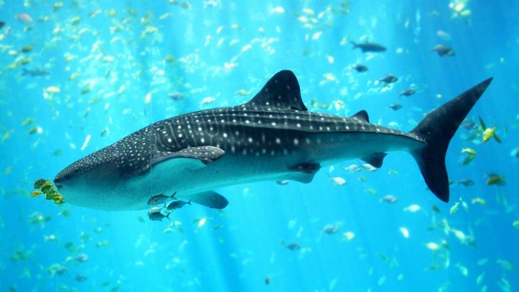 Facts about Whale Sharks