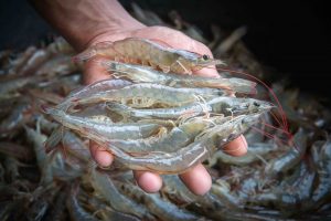 20 Facts About Shrimp You Never Knew 