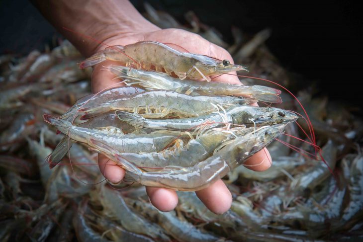 White shrimp placed on hand