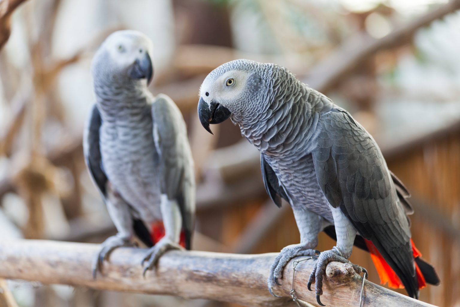 14 Fascinating Parrot Facts You Need To Know