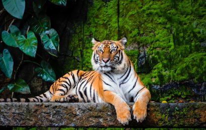 18 Incredible Bengal Tiger Facts 