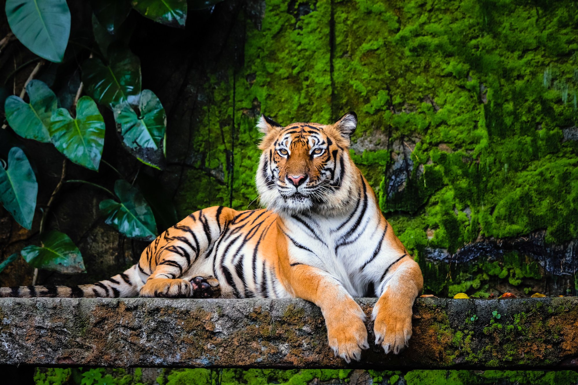 Amazing Facts About Bengal Tigers