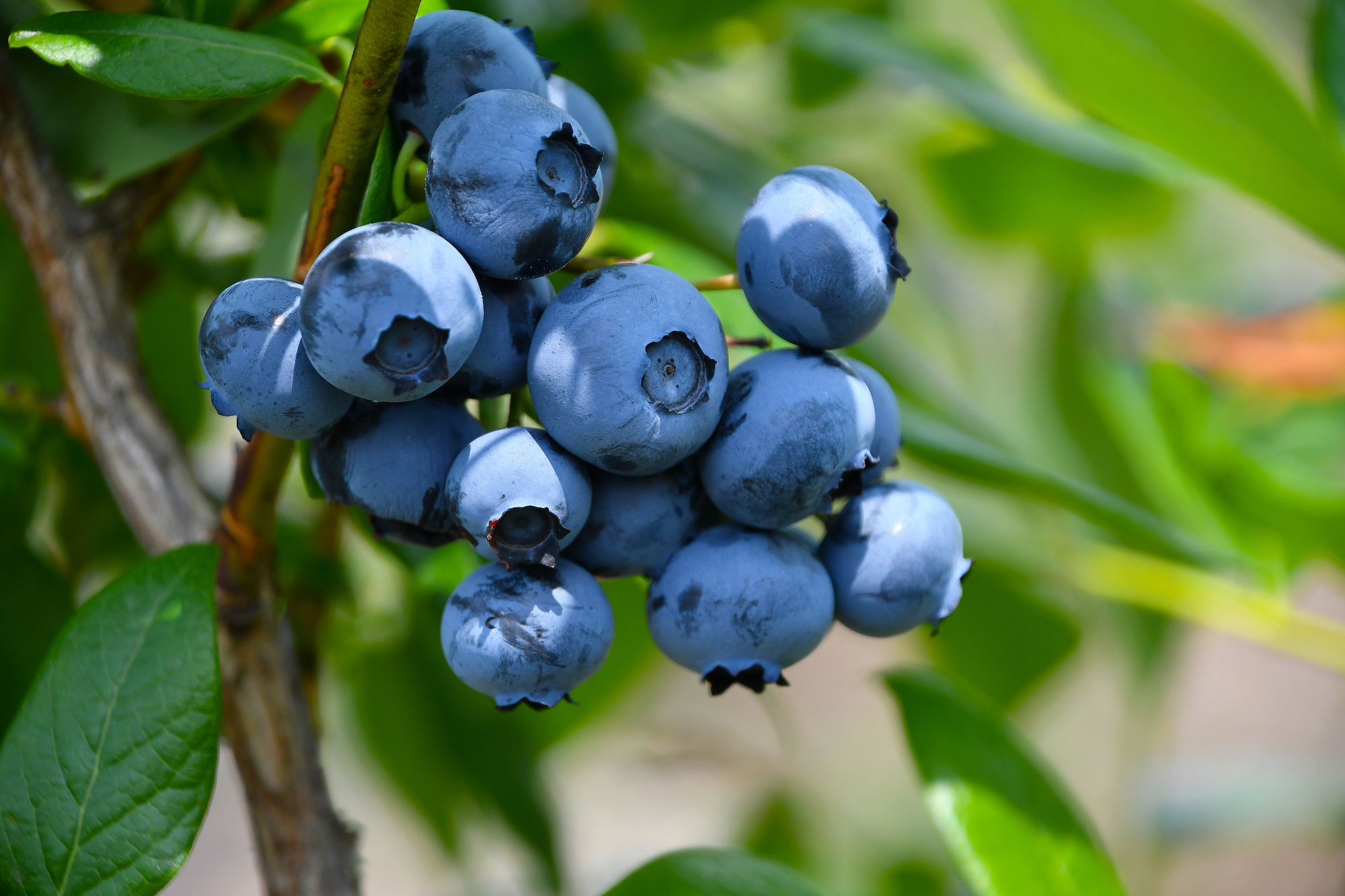 10 Berry Good Facts About Blueberries, Nature's Little Superfruit