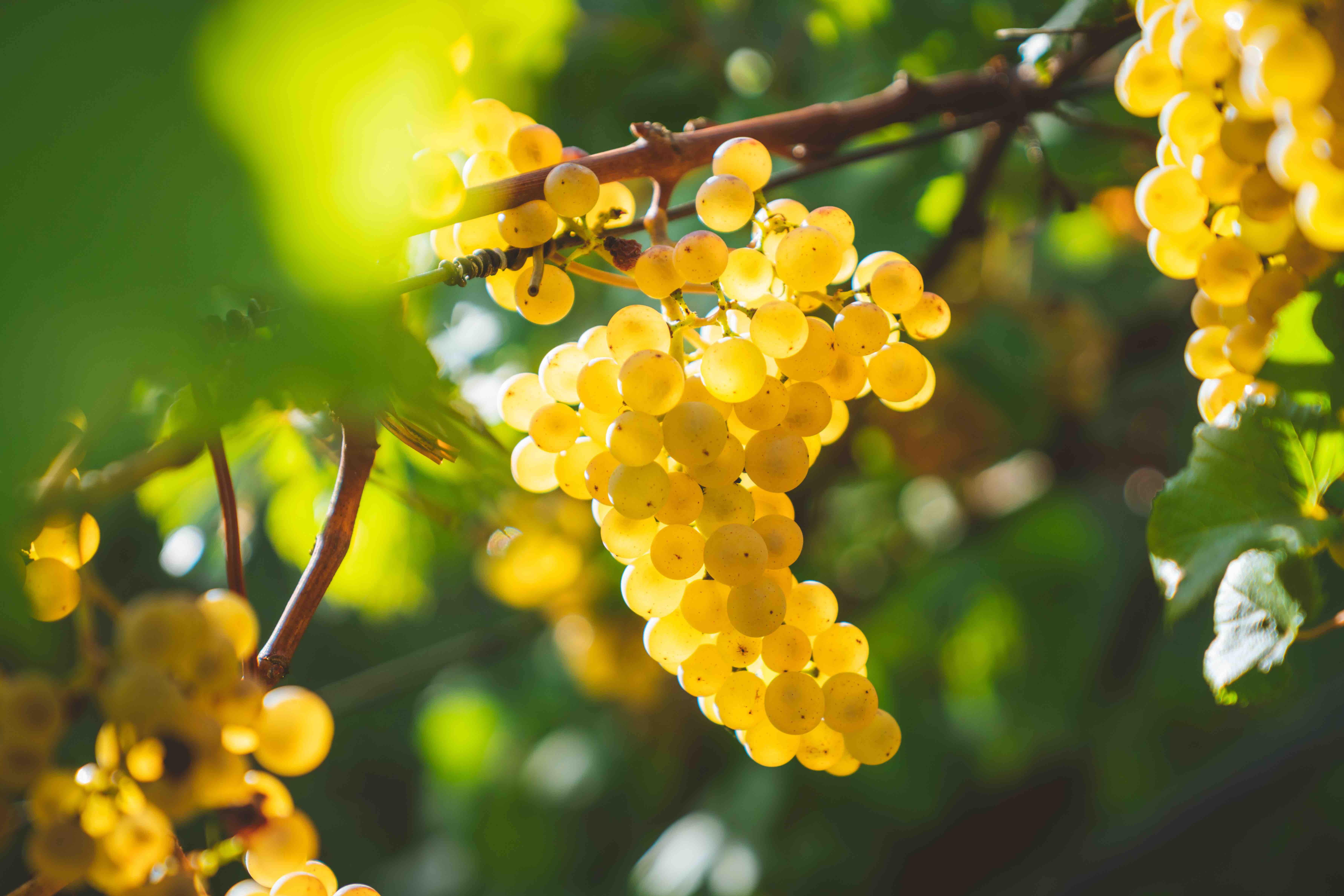 chardonnay grapes