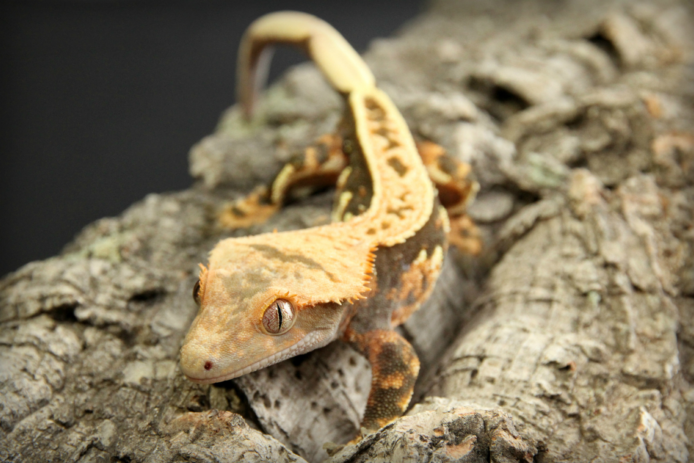 19 Captivating Crested Gecko Facts to Unveil Its Charm - Facts.net