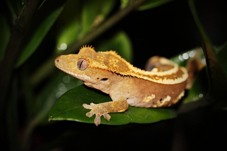 CRESTED GECKO FACTS AND INFORMATION visual data 3
