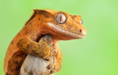 19 Captivating Crested Gecko Facts to Unveil Its Charm 
