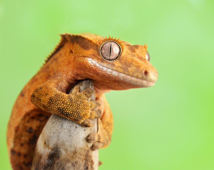 crested gecko green background