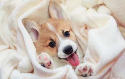 19 Adorable Facts About Puppies You Need to Know 