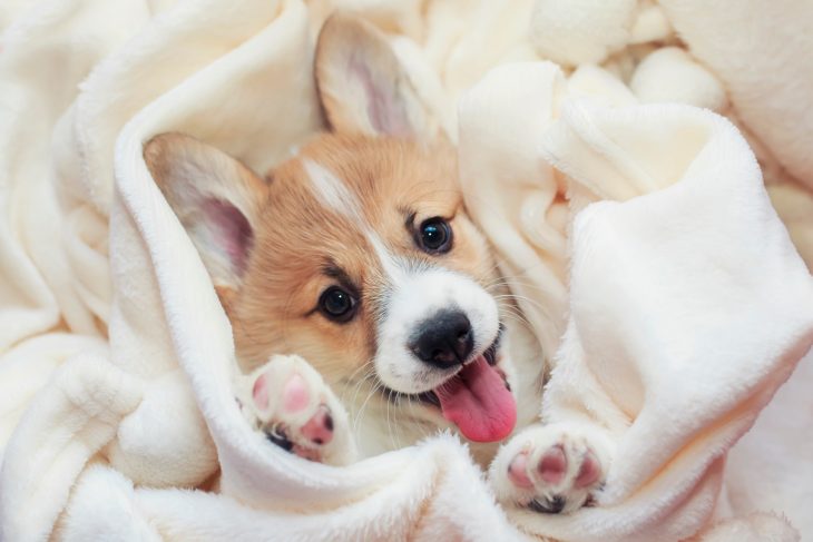 cute corgi puppy lies in a white fluffy blanket