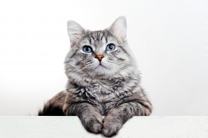 50 Cat Facts Delving into the World of Cats 