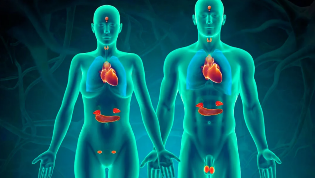 11 Fun Facts About The Endocrine System You Should Know - Facts.net