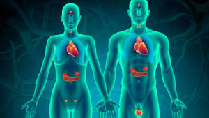 11 Fun Facts About The Endocrine System You Should Know 
