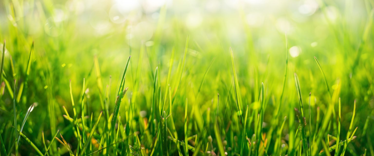 20 Facts About Grass Explore The Green Carpet Of Nature Facts