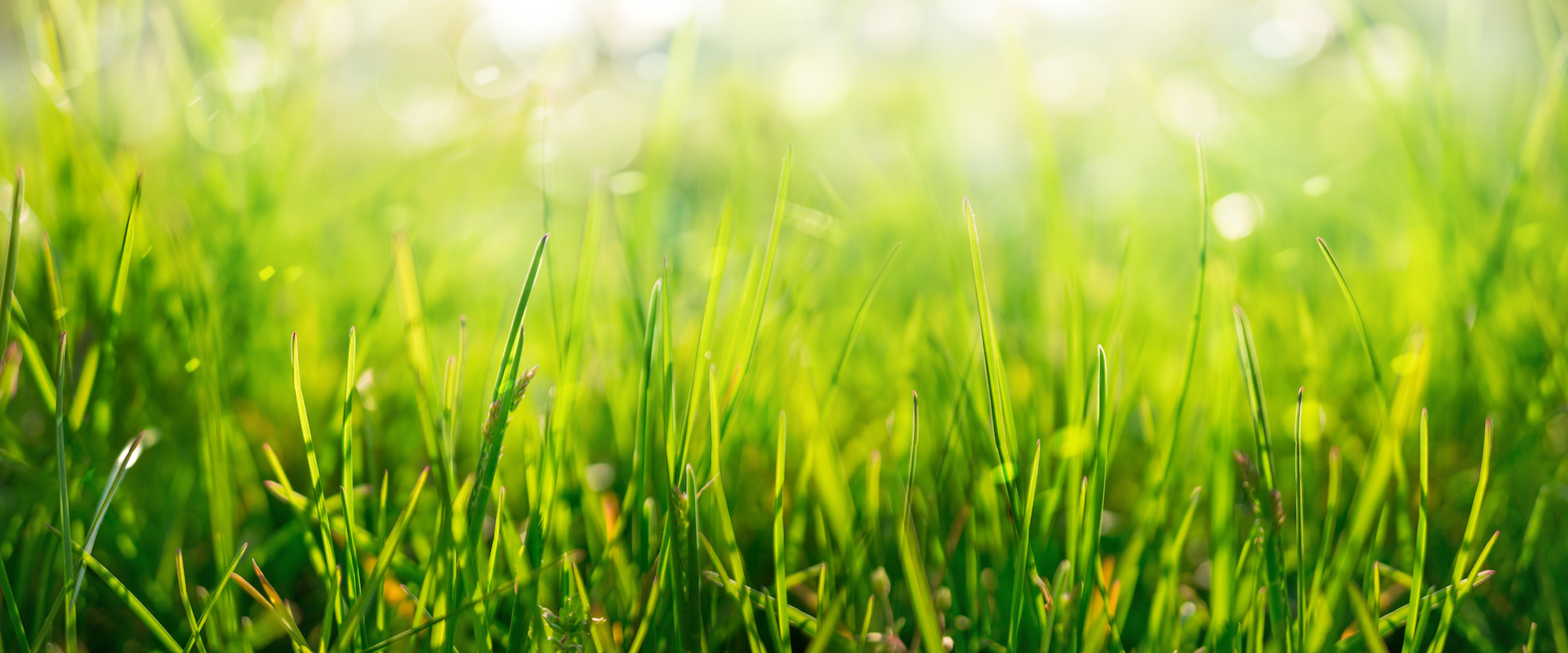 green grass background in spring meadow