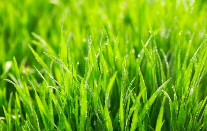 20 Facts About Grass Explore the Green Carpet of Nature 