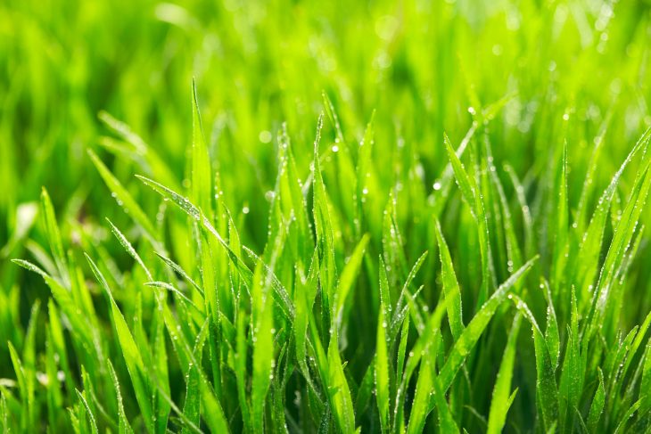 20 Facts About Grass: Explore the Green Carpet of Nature - Facts.net