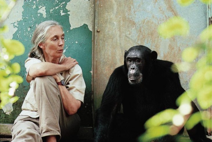 jane goodalljane goodall with chimpanzee with chimpanzee