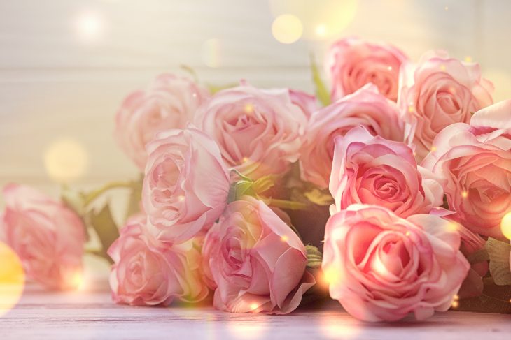 light pink roses