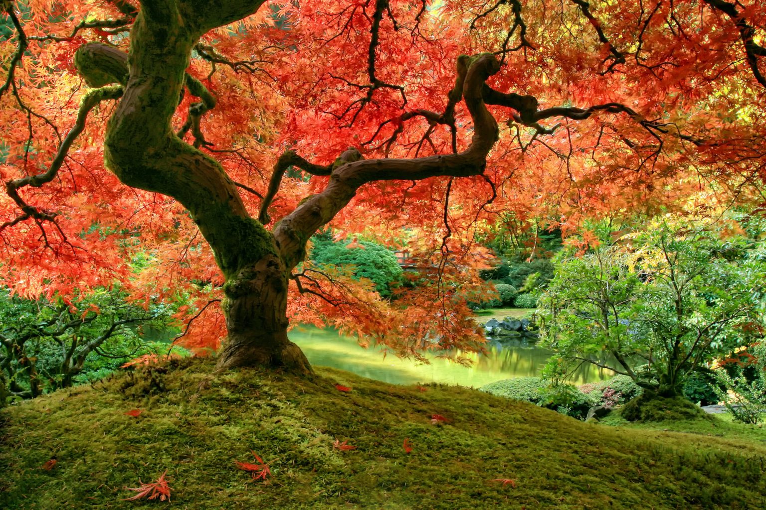 18 Fascinating Facts About Maple Trees: Nature's Timeless Beauties ...