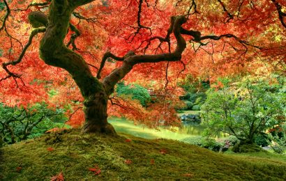 18 Fascinating Facts About Maple Trees Natures Timeless Beauties 
