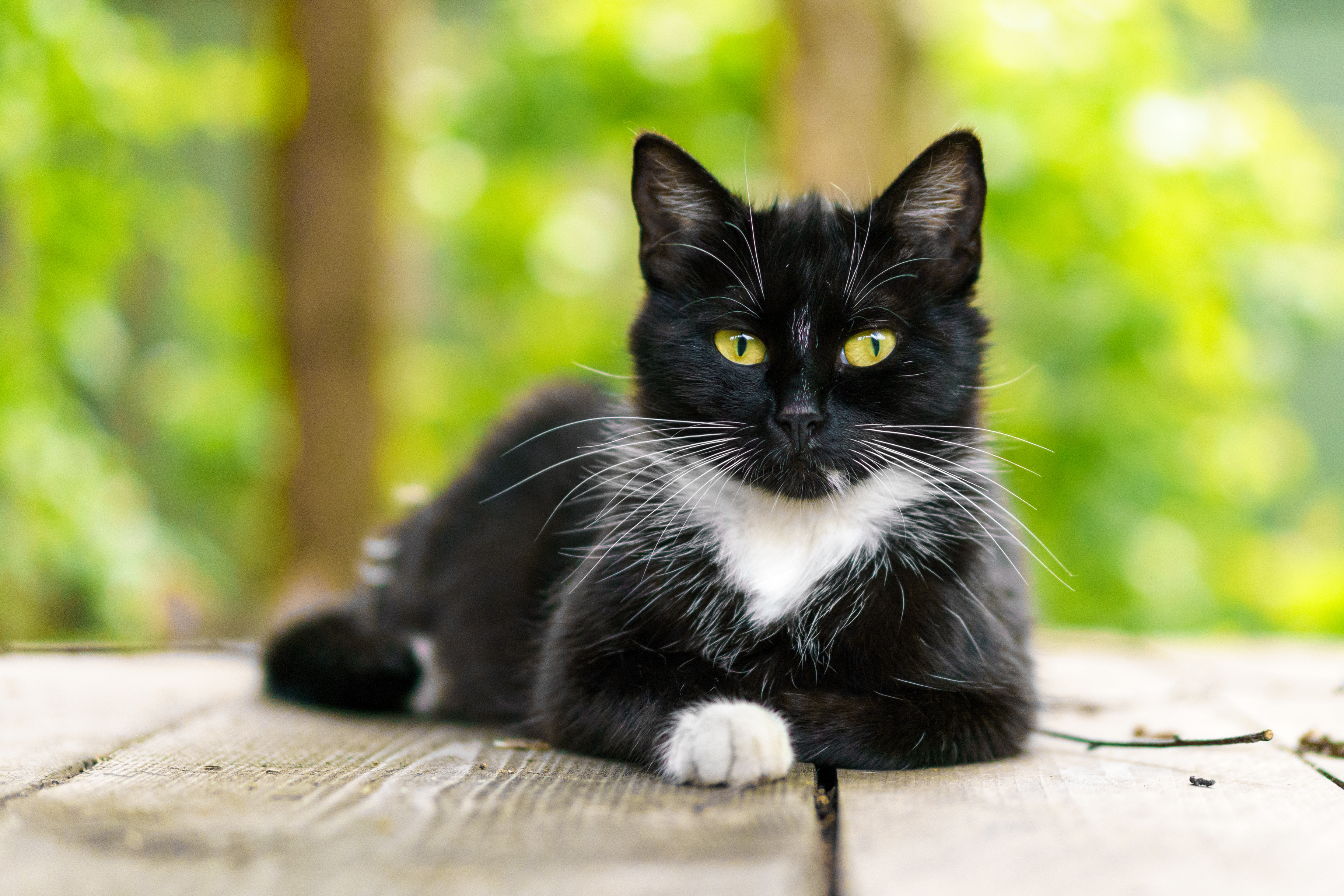 portrait of a black and white cat with green eyes