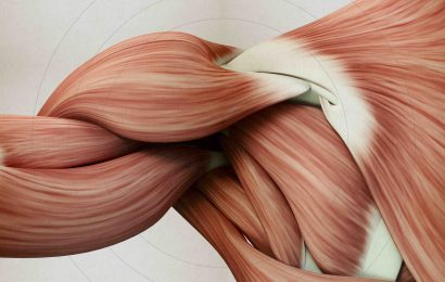 Flexing Our Knowledge 10 Muscular System Fun Facts 