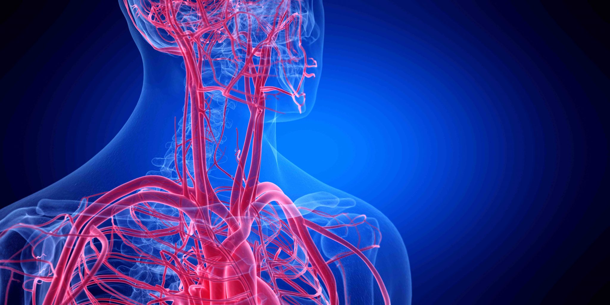 16 Facts About the Circulatory System: A Voyage of Life- Facts.net