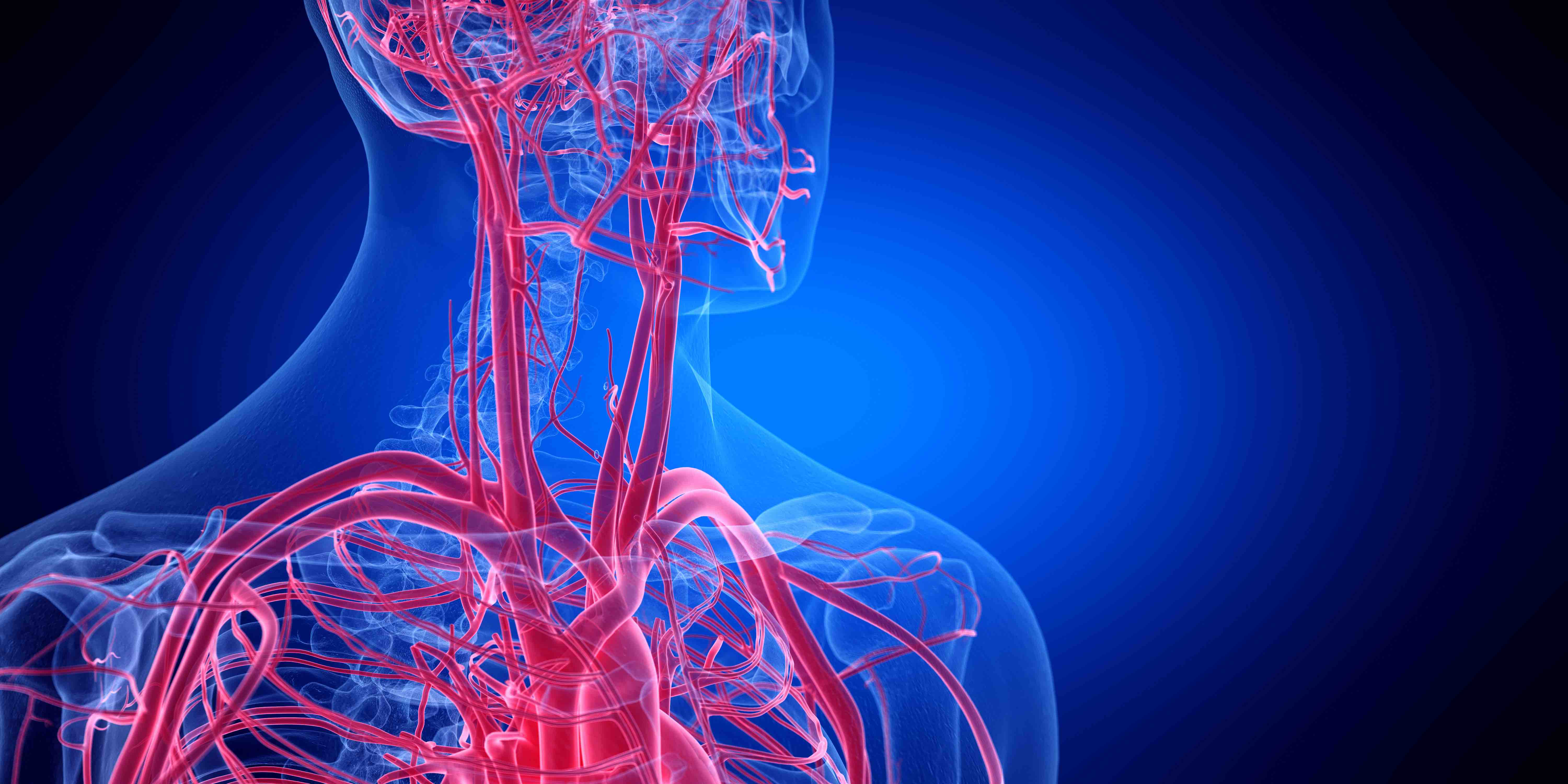 16 Facts About The Circulatory System A Voyage Of Life Facts