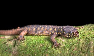 19 Interesting Yellow Spotted Lizard Facts 