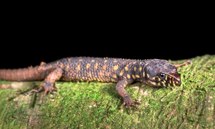 Yellow-spotted night lizard (Lepidophyma flavimaculatum) near Puerto Viejo de Sarapiqui, Costa Rica.