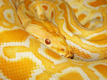 12 Fun Facts About Burmese Pythons - Facts.net