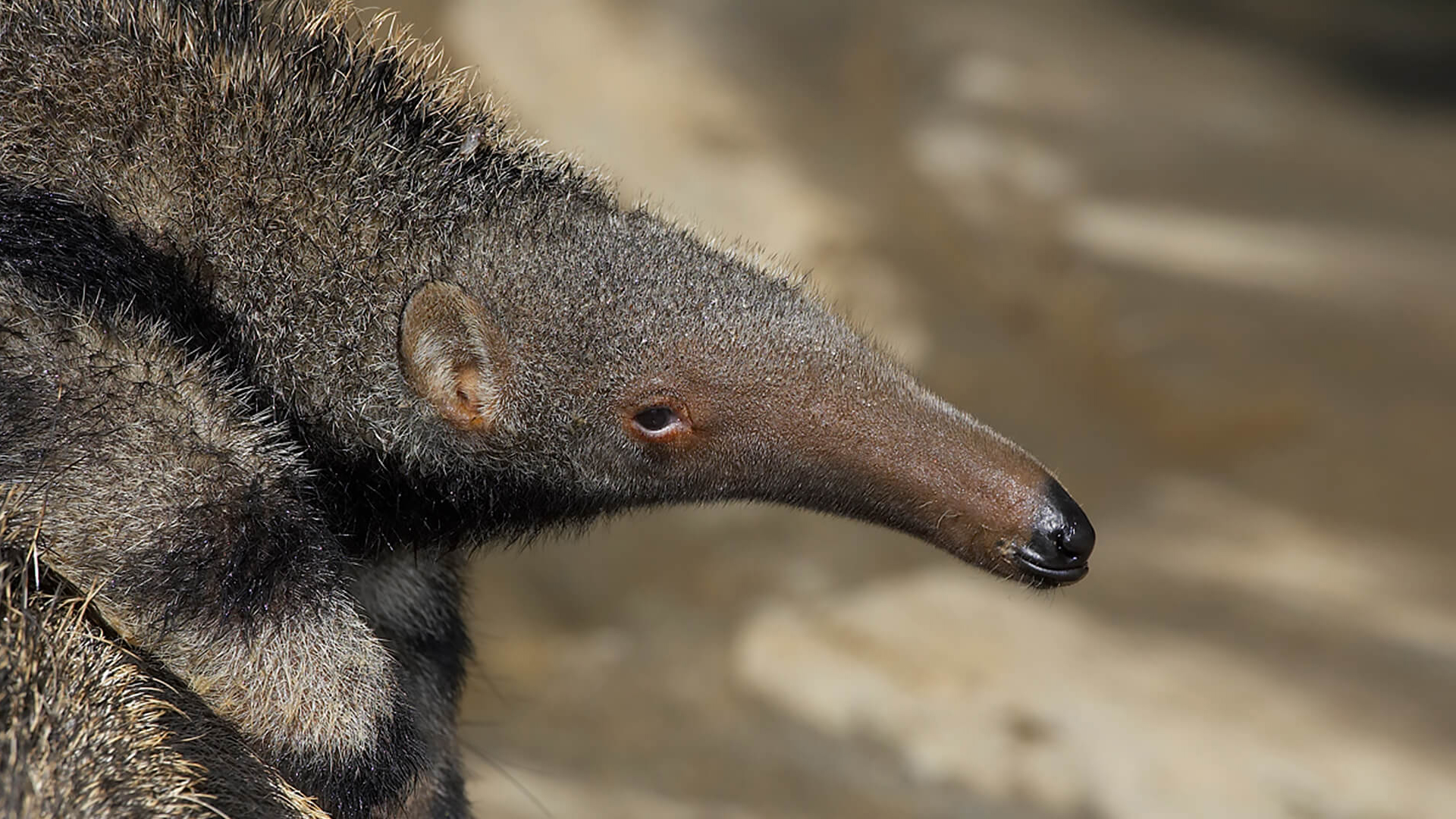 9 Fascinating Anteater Facts