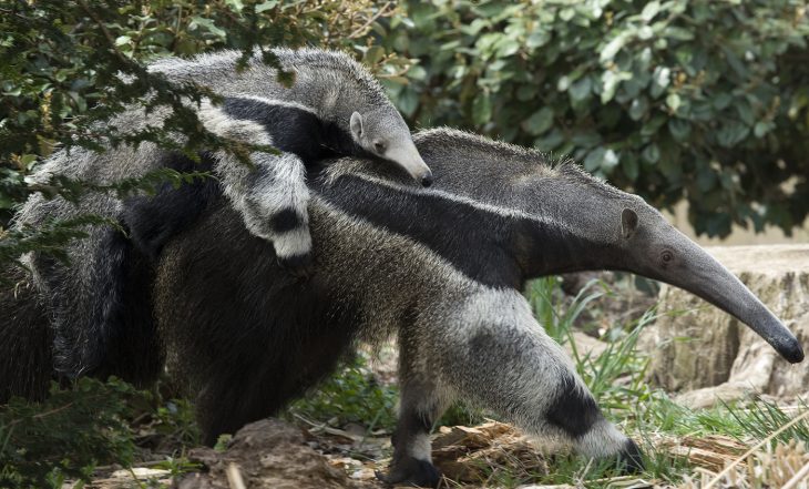 Anteaters in the wild