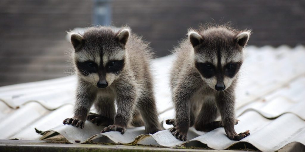 10 Amazing Baby Raccoons Facts - Facts.net