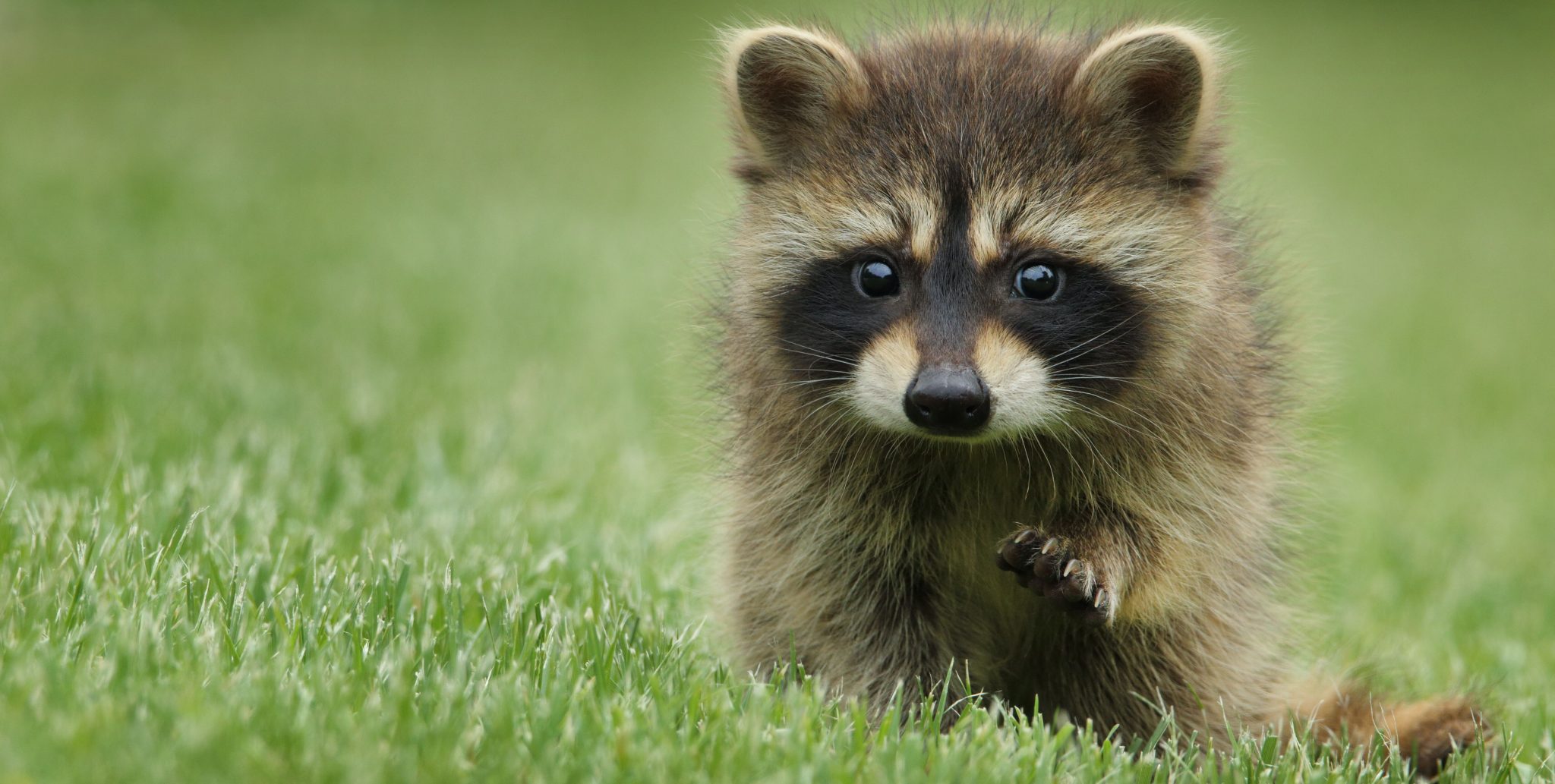 10 Amazing Baby Raccoons Facts - Facts.net