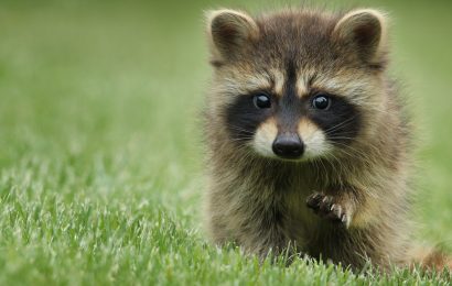 10 Amazing Baby Raccoons Facts 