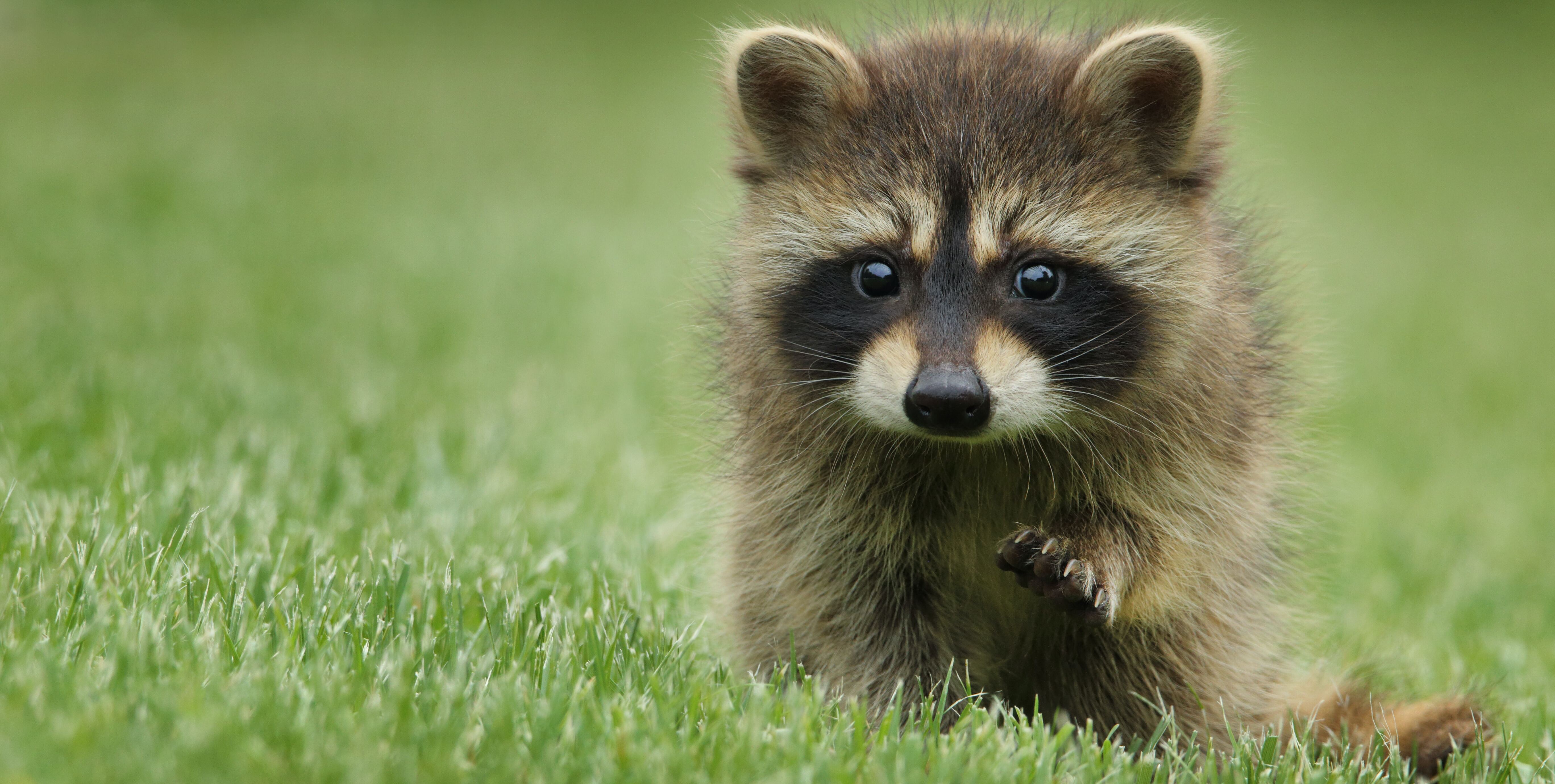 Cute Baby Raccoon