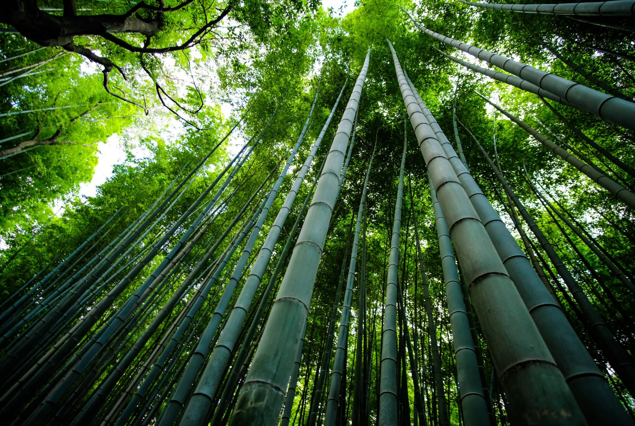 10 Facts About Bamboo - Facts.net