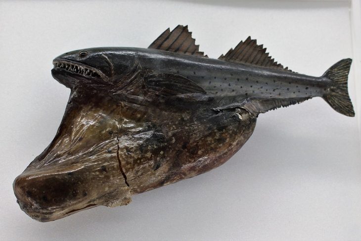 Black Swallower Fish