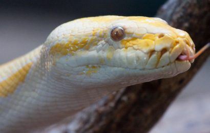 12 Fun Facts About Burmese Pythons 