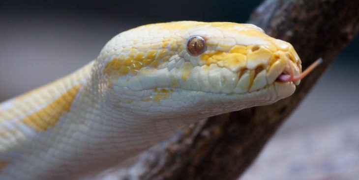 Burmese Python Head