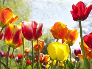 11 Spring Fun Facts 