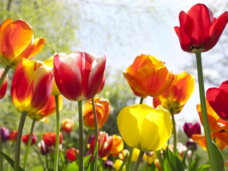 11 Spring Fun Facts - Facts.net